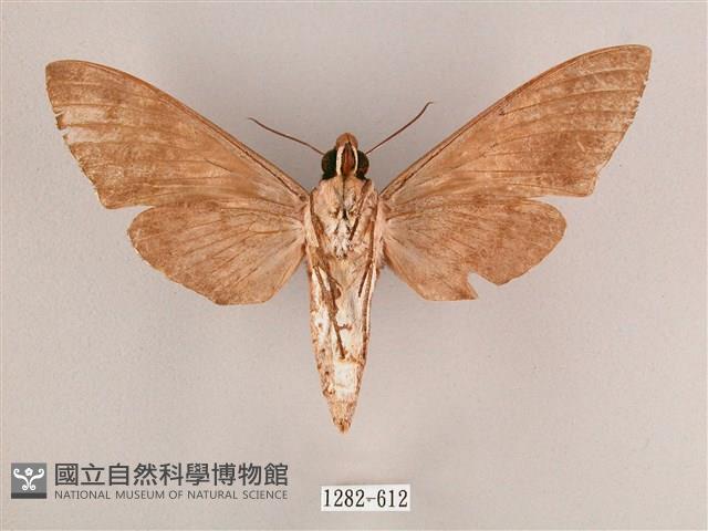 細斜紋霜天蛾藏品圖，第2張