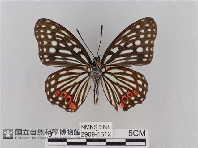 紅星脈蛺蝶藏品圖，第2張
