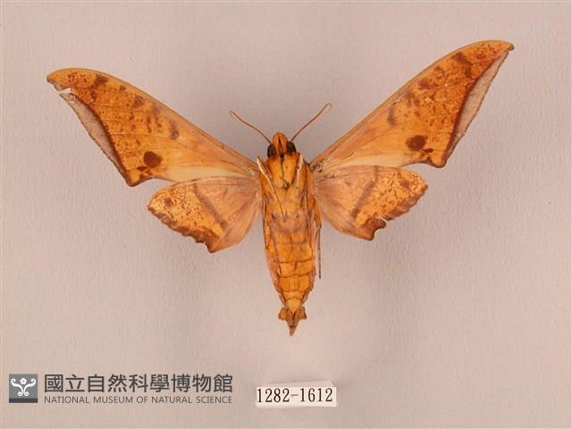 裂斑鷹翅天蛾藏品圖，第2張