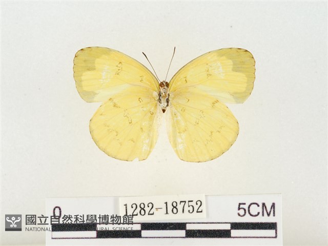 淡色黃蝶藏品圖，第2張