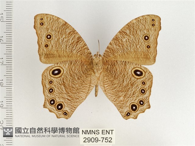 暮眼蝶、樹蔭蝶藏品圖，第2張