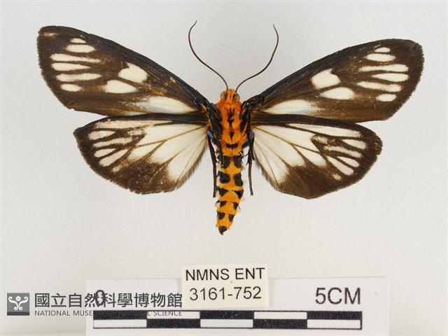 巨網燈蛾藏品圖，第2張