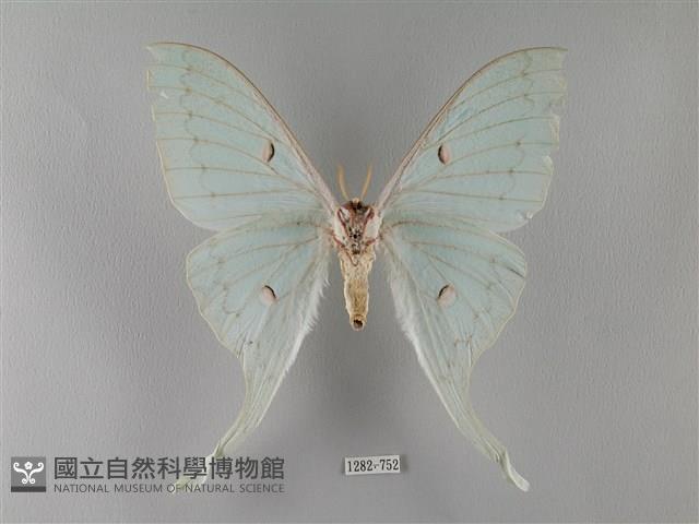 臺灣長尾水青蛾藏品圖，第2張