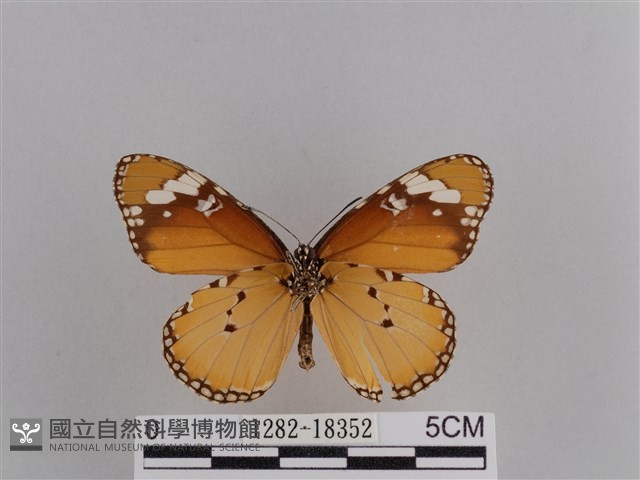 樺斑蝶藏品圖，第2張
