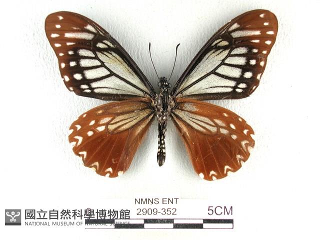 斑鳳蝶藏品圖，第2張