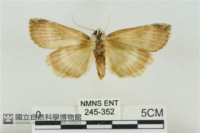 臺洒波紋蛾藏品圖，第2張