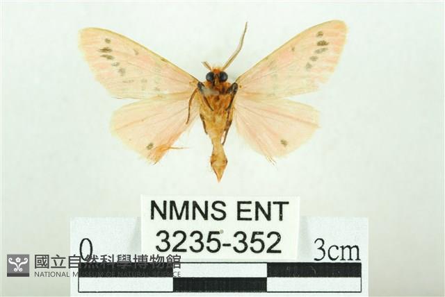 三條橙燈蛾藏品圖，第2張