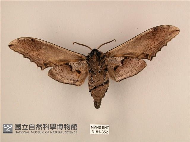 臺灣鋸翅天蛾藏品圖，第2張