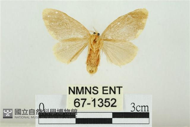 黑翅黃毒蛾藏品圖，第2張