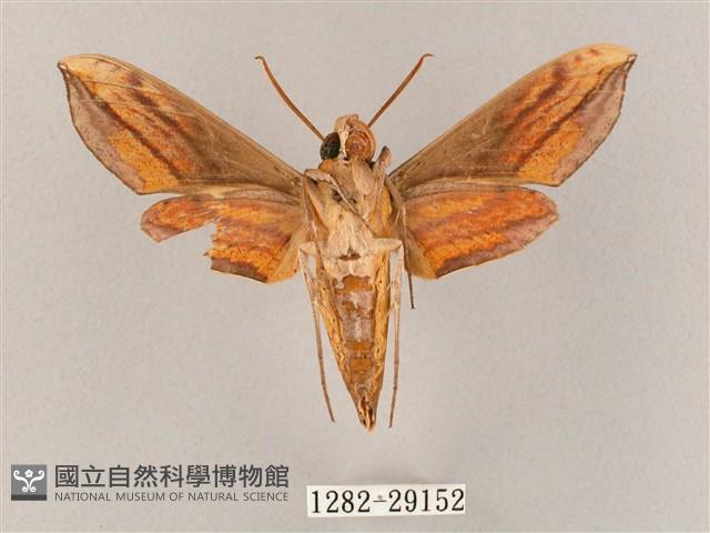 斜綠天蛾藏品圖，第2張