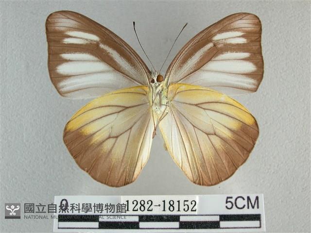 異色尖粉蝶藏品圖，第2張