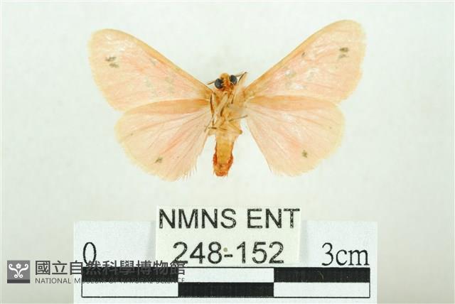 三條橙燈蛾藏品圖，第2張