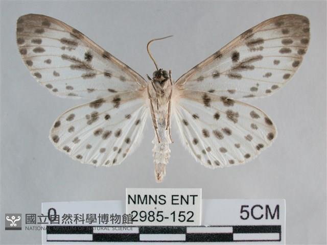 大胡麻斑星尺蛾藏品圖，第2張