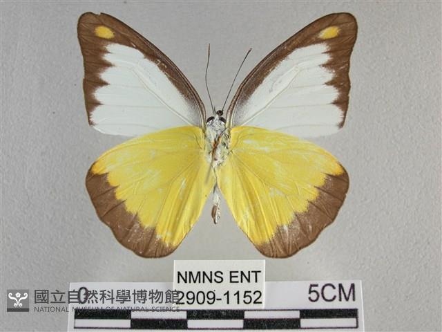 異色尖粉蝶藏品圖，第2張