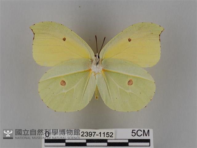 圓翅鉤粉蝶藏品圖，第2張