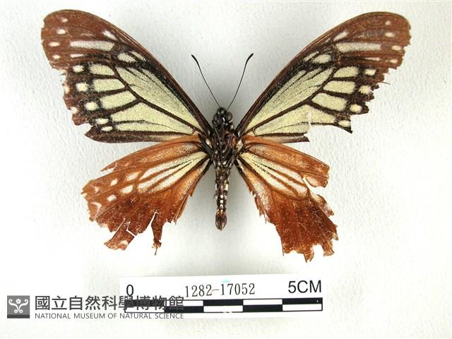 斑鳳蝶藏品圖，第2張