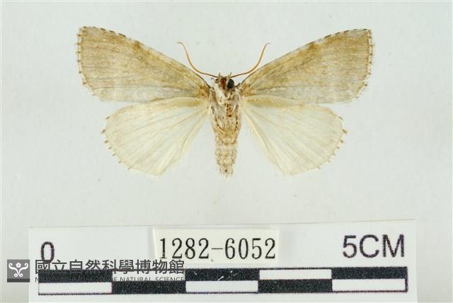 臺灣銀斑異波紋蛾藏品圖，第2張