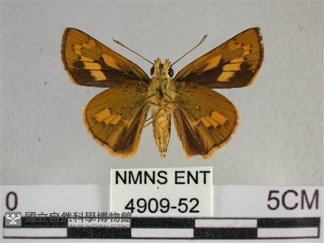 寬邊橙斑弄蝶藏品圖，第2張