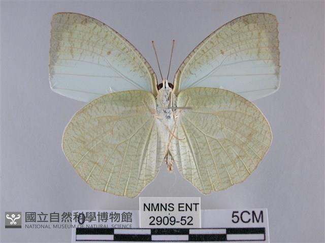 細波遷粉蝶藏品圖，第2張