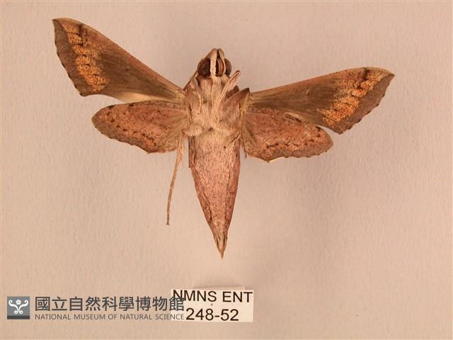 斜線天蛾藏品圖，第2張