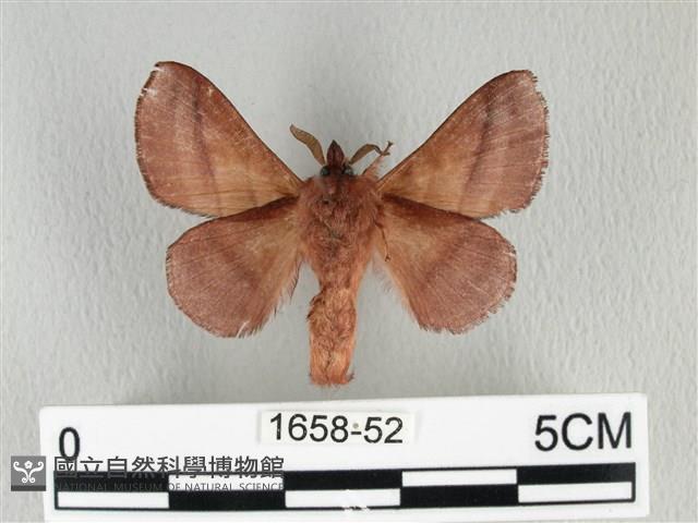 川邊氏枯葉蛾藏品圖，第2張