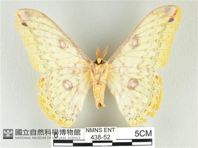 黃豹天蠶蛾藏品圖，第2張