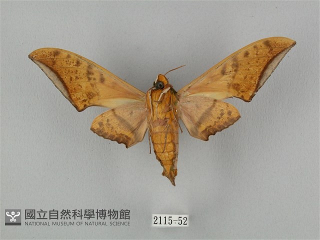裂斑鷹翅天蛾藏品圖，第2張