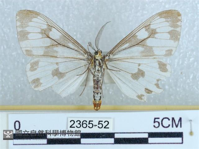 粉蝶燈蛾藏品圖，第2張