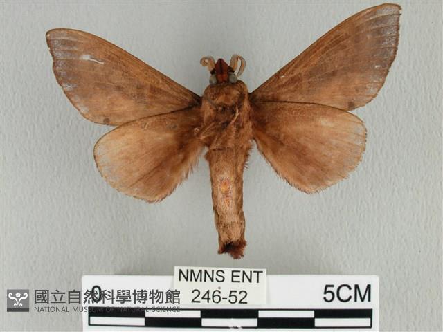 大褐斑枯葉蛾藏品圖，第2張