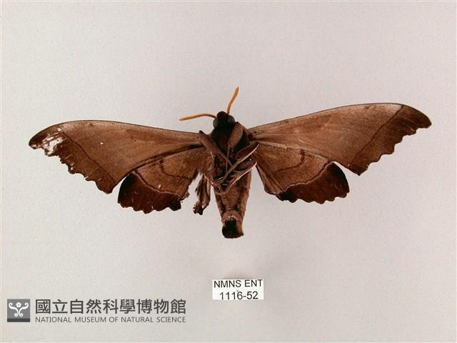 齒翅三線天蛾藏品圖，第2張