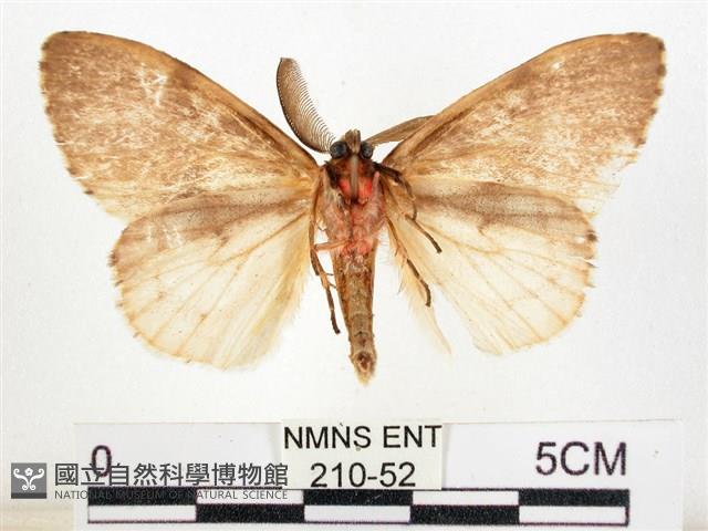 木毒蛾藏品圖，第2張