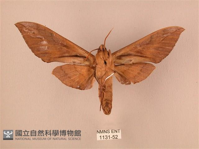 波紋豆天蛾藏品圖，第2張