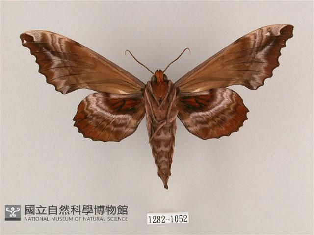 盾天蛾藏品圖，第2張