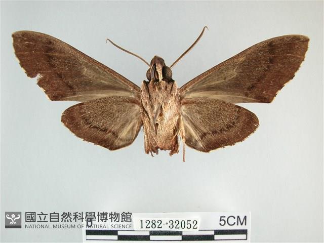 霜天蛾藏品圖，第2張