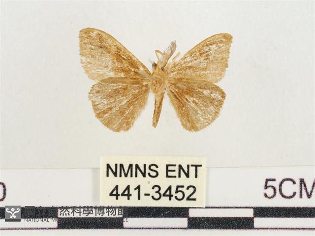 小白紋毒蛾藏品圖，第2張