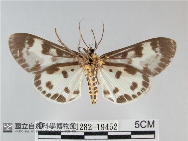 扭擬燈蛾藏品圖，第2張