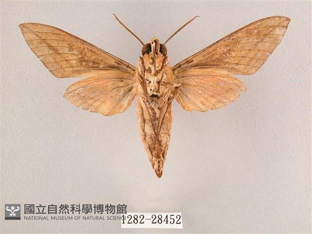 背帶斜紋天蛾藏品圖，第2張