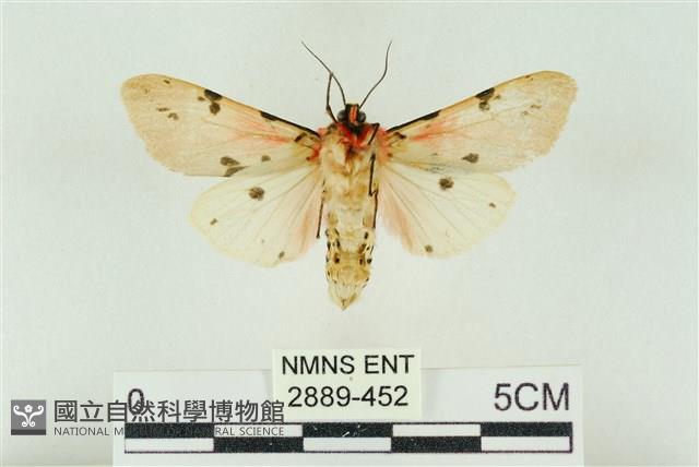 棍棒污燈蛾藏品圖，第2張