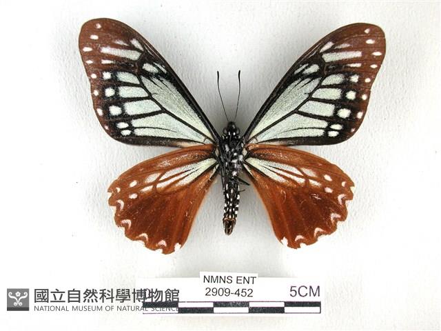斑鳳蝶藏品圖，第2張