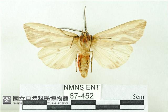 赭新污燈蛾藏品圖，第2張