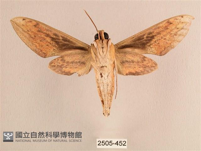 背線天蛾藏品圖，第2張