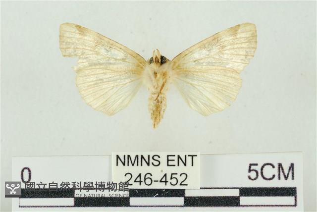 連珠波紋蛾藏品圖，第2張