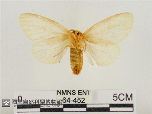 榕透翅毒蛾藏品圖，第2張
