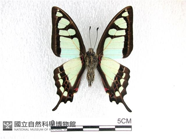 寬帶青鳳蝶藏品圖，第2張