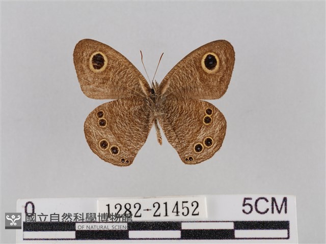 小波眼蝶藏品圖，第2張