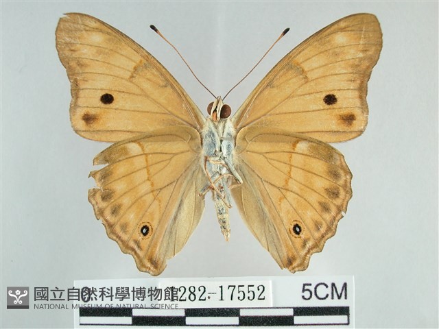 金鎧蛺蝶藏品圖，第2張