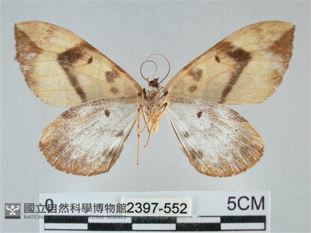 枯葉尺蛾藏品圖，第2張