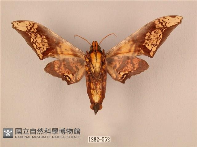 臀角斑天蛾藏品圖，第2張