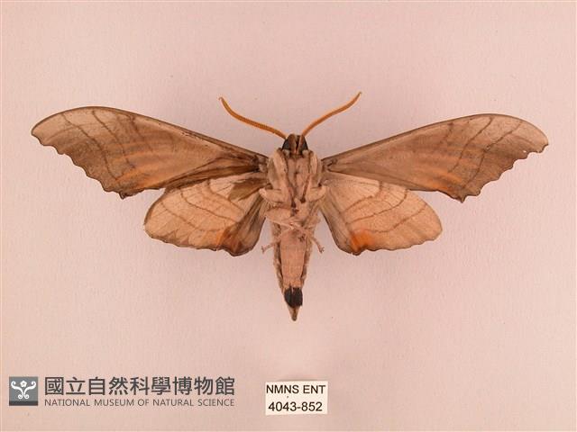 栗六點天蛾藏品圖，第2張