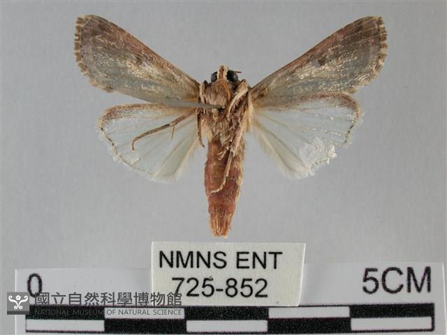 斜紋夜盜蛾藏品圖，第2張